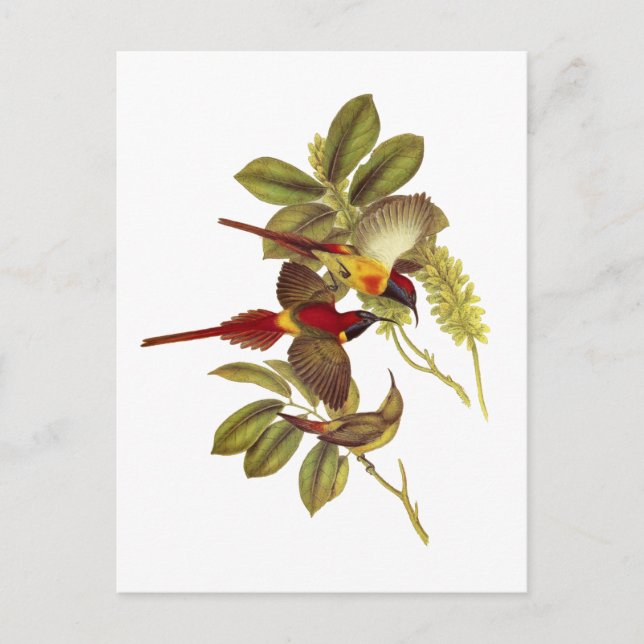 Cartão Postal Pássaro Sol de cauda-fogo (Frente)