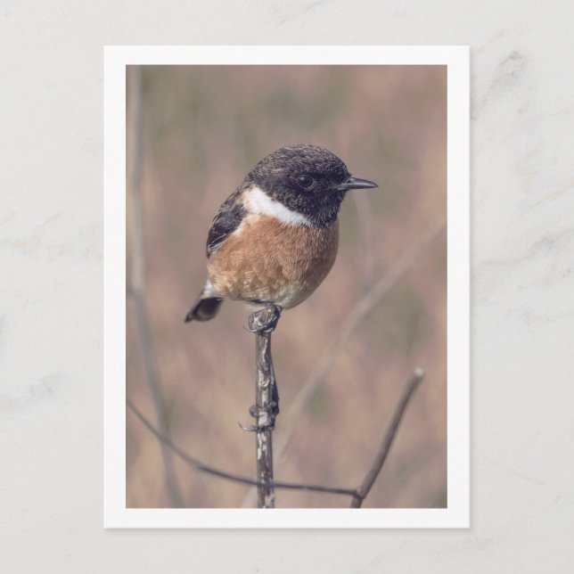 Cartão Postal Pássaro Stonechat Africano (Frente)