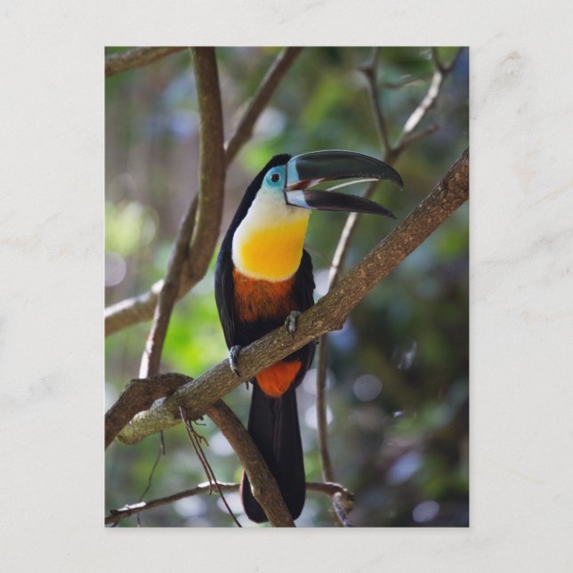 Cartão Postal Pássaro toucan bonito em um cenário da natureza da (Frente)