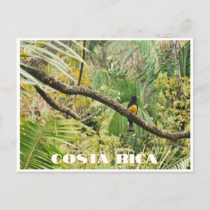 Cartão Postal Pássaro Tropical da Costa Rica em Ramificação