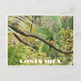Cartão Postal Pássaro Tropical da Costa Rica em Ramificação