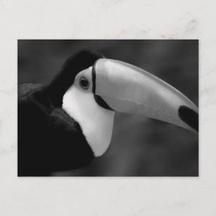 Cartão Postal Pássaro Tucano B&W