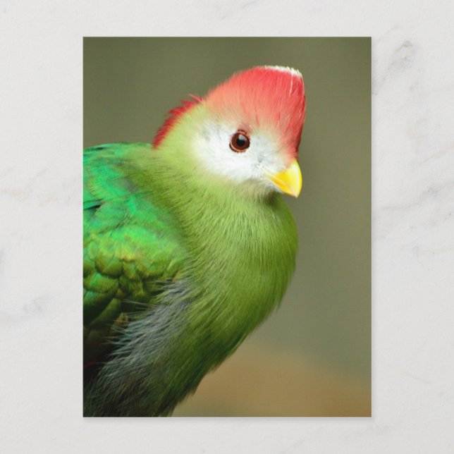 Cartão Postal Pássaro Turaco Penteado Vermelho (Frente)