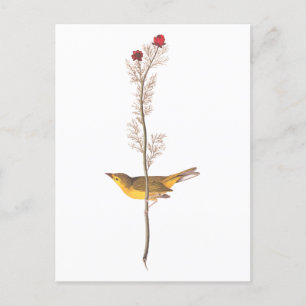 Cartão Postal Pássaro Warbler Hooded de Audubon na Flor Vermelh