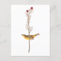 Pássaro Warbler Hooded de Audubon na Flor Vermelha