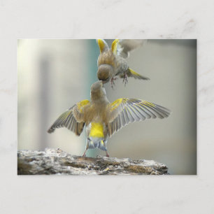 Cartão Postal pássaros