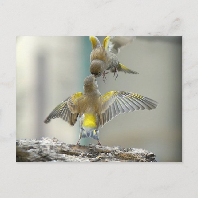 Cartão Postal pássaros (Frente)