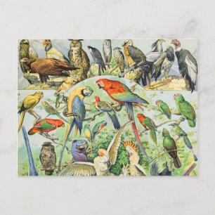 Cartão Postal pássaros Adolphe Millot A