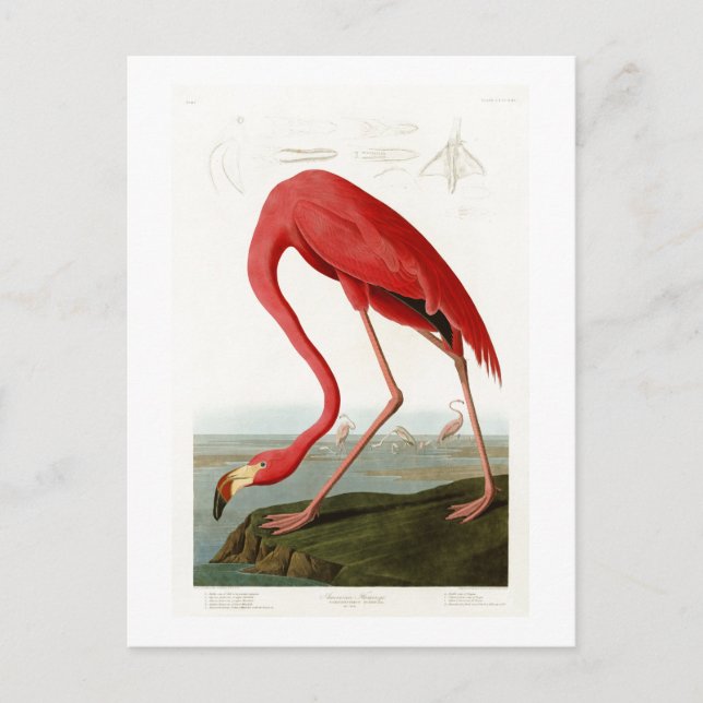 Cartão Postal Pássaros americanos Flamingo John Audubon (Frente)