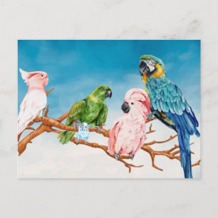 Cartão Postal Pássaros Aquarela Papanicolau Macaw Cockatoo Parak