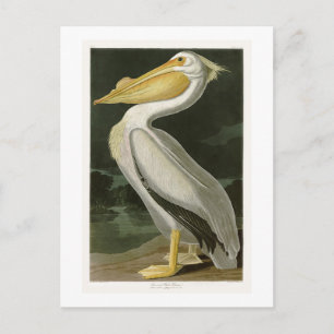 Cartão Postal Pássaros brancos do Pelicano John James Audubon da