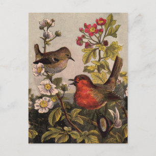 Cartão Postal Pássaros Cantores do Robin da Primavera Vintage Bo