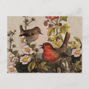 Cartão Postal Pássaros Cantores do Robin da Primavera Vintage Bo