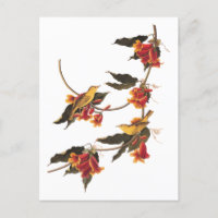 Pássaros Cantores Yellow Warbler em Crossvine Flor