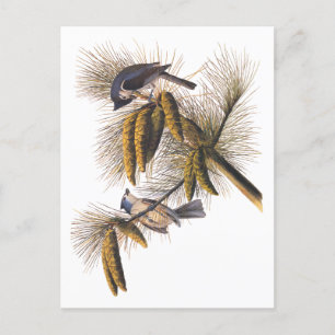 Cartão Postal Pássaros com Titmouse Detido Audubon na Árvore P