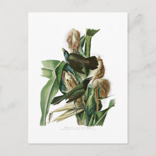 Cartão Postal Pássaros da América de Crow John Audubon, um rox