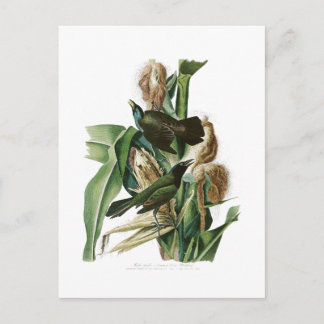 Cartão Postal Pássaros da América de Crow John Audubon, um roxo
