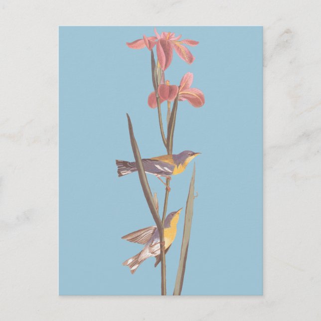 Cartão Postal Pássaros da canção "Blue Yellowback" de Audubon (Frente)