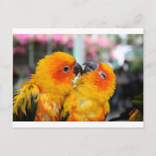 Cartão Postal Pássaros de Amor Fazem Cócegas