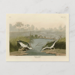 Cartão Postal Pássaros de Ataque de Audubon's Birds of America