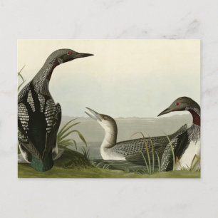 Cartão Postal Pássaros de Audubon com trote negra