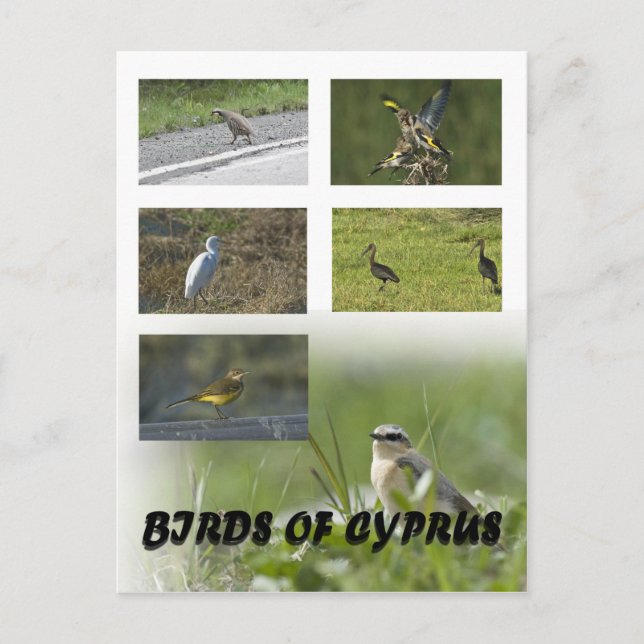 Cartão Postal Pássaros de Chipre (Frente)