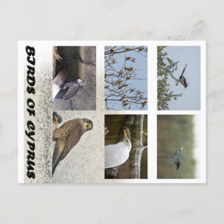 Cartão Postal Pássaros de Chipre