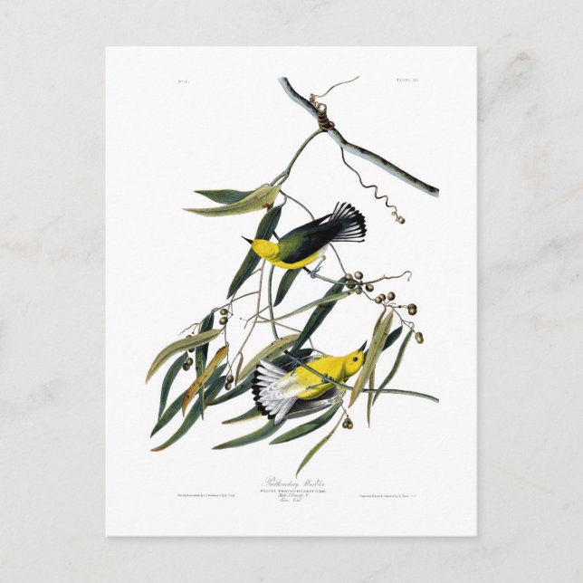 Cartão Postal Pássaros de John James Audubon da toutinegra do (Frente)