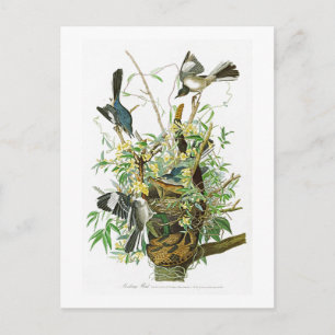 Cartão Postal Pássaros de zombaria de John James Audubon do
