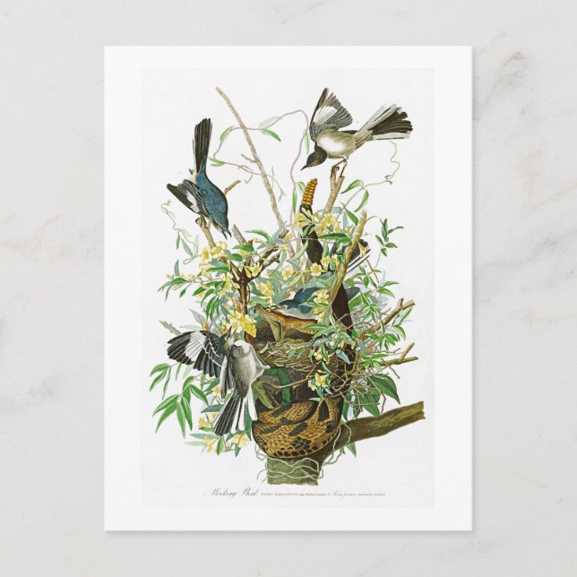 Cartão Postal Pássaros de zombaria de John James Audubon do (Frente)