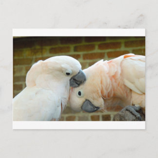 Cartão Postal Pássaros do Amor