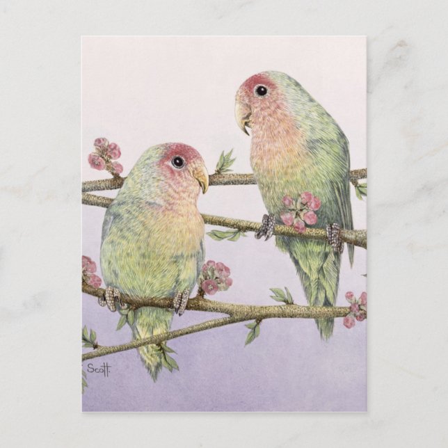 Cartão Postal Pássaros do Amor (Frente)
