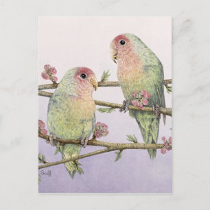 Cartão Postal Pássaros do Amor
