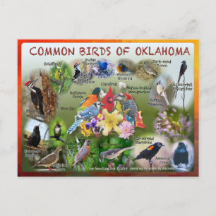 Cartão Postal pássaros do Cartaz de Oklahoma 19r
