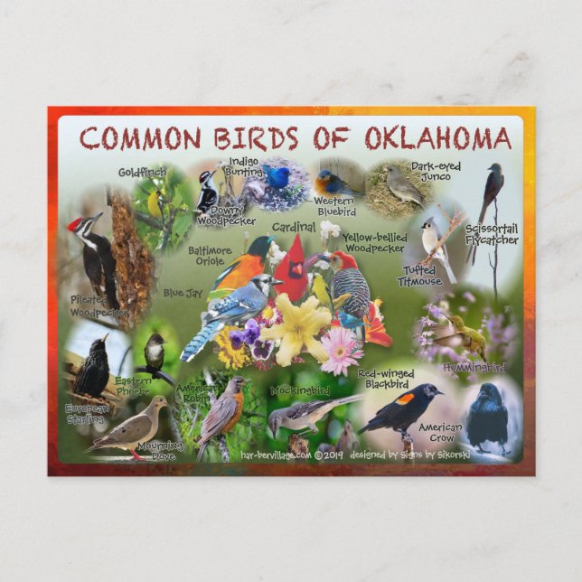 Cartão Postal pássaros do Cartaz de Oklahoma 19r (Frente)