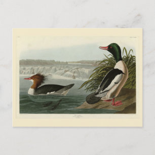 Cartão Postal Pássaros do Goosander (Merganser comum) Audubon
