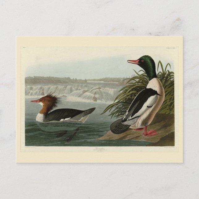 Cartão Postal Pássaros do Goosander (Merganser comum) Audubon (Frente)