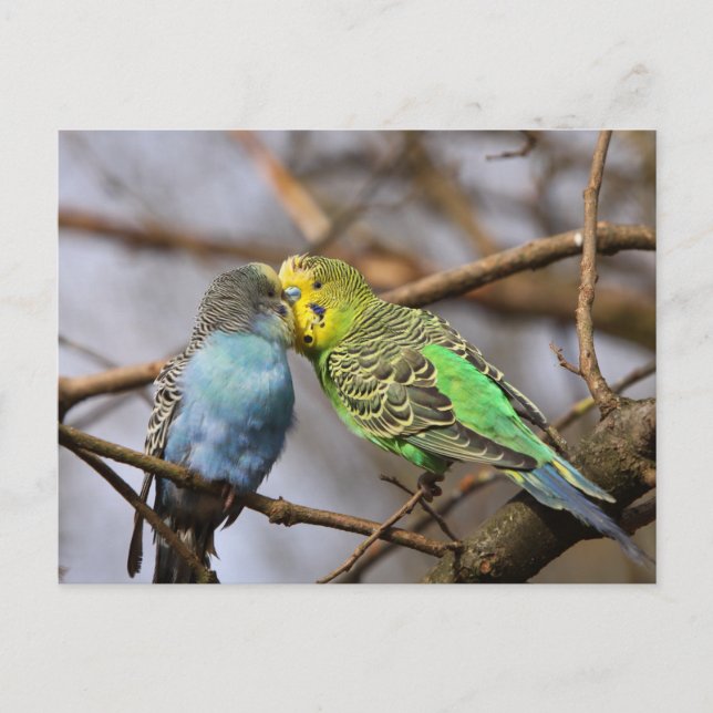 Cartão Postal Pássaros do Orçamento Azul e Verde em uma Ramifica (Frente)