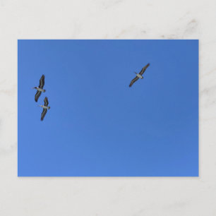 Cartão Postal Pássaros em Voo Contra Fotografia de Praia de Céu