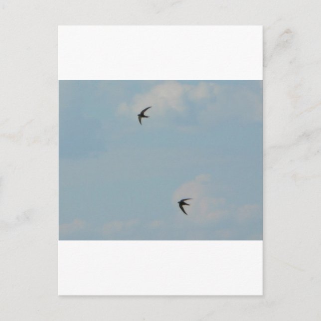 Cartão Postal Pássaros Engolidos (Frente)