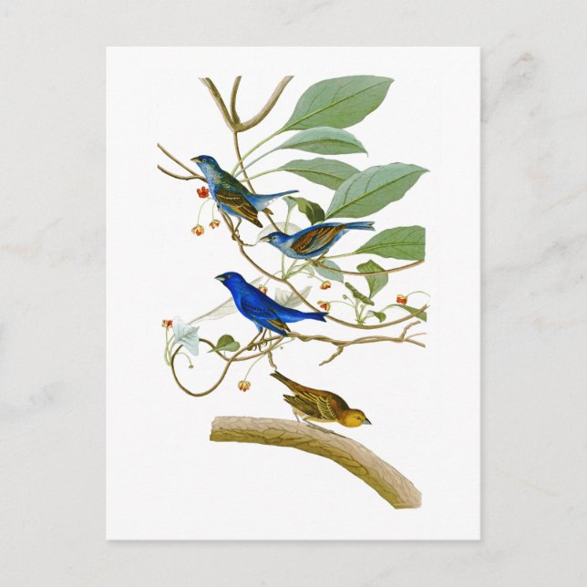 Cartão Postal Pássaros Indigo Bunting John James Audubon da Amér (Frente)