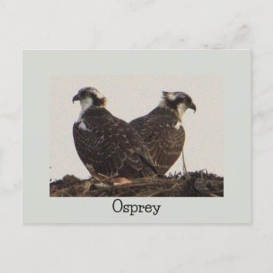 Cartão Postal Pássaros Osprey no Cartão-postal Nest
