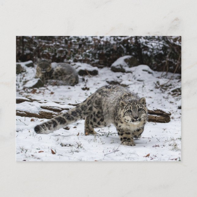 Cartão Postal Pássaros Pássaros Pássaros Pêssegos do Leopardo da (Frente)