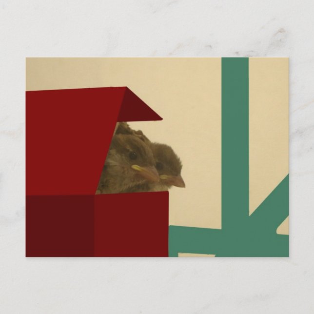 Cartão Postal Pássaros pequenos (Frente)