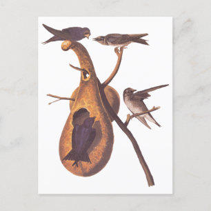 Cartão Postal Pássaros roxos de Martin Audubon com Gourd Home