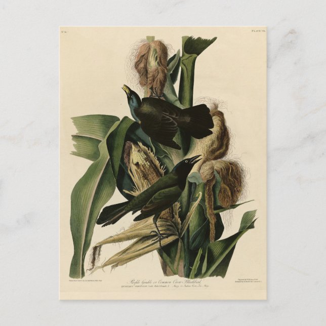 Cartão Postal Pássaros Roxos (Grackle) - Aves da América de Audu (Frente)