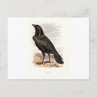 Cartão Postal Pássaros Selvagens Familiares Swaysland Raven