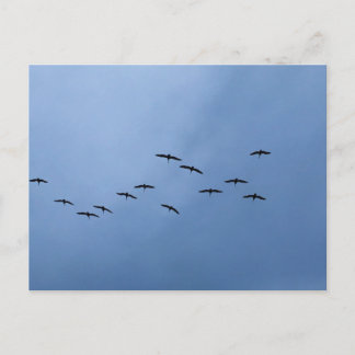 Cartão Postal Pássaros Voando em Voo em Formatura Fotografia da