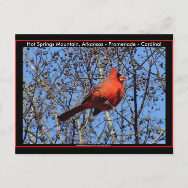 Cartão Postal Passeio da Montanha de Hot Springs Presentes Cardi (Frente)