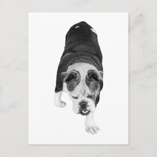 Cartão Postal Passeio de Cachorro Inspirador Compartilha Alegria
